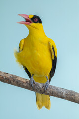 The black-naped oriole (Oriolus chinensis) is a passerine bird in the oriole family that is found in many parts of Asia