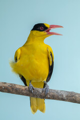 The black-naped oriole (Oriolus chinensis) is a passerine bird in the oriole family that is found in many parts of Asia