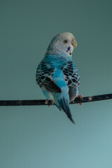 The budgerigar (Melopsittacus undulatus), also known as the common parakeet, shell parakeet or budgie is a small, long-tailed, seed-eating parrot native to Australia
