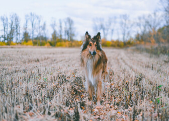 border collie dog