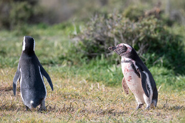 Magellanic penguin with blood on his face after fighting over his mate with another male.