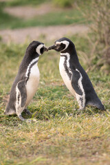 Beautiful couple of penguins enjoying some cuddling with their beaks.