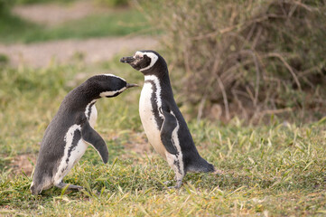 Obraz premium Magellanic Penguin pair on the coast heading to their nest.