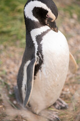 Obraz premium Magellanic penguin doing its daily cleaning, removing old feathers.