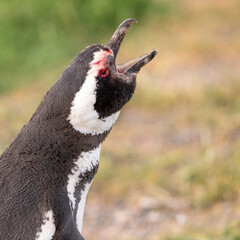 Magellanic penguin making a cry of glory after his fight for his penguin wife.