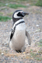 Obraz premium Magellanic penguin at Punta Tombo, Patagonia, Argentina.