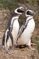 Magellanic Penguin pair on the coast heading to their nest.