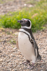 Obraz premium Beautiful and tender penguin walking towards its nest after a dip in the sea.