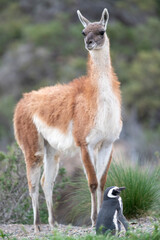 Beautiful coexistence between a Magellanic Penguin and a Guanaco in Patagonia, Argentina.