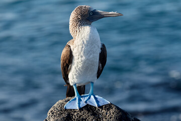 The Blue-Footed Booby (Sula nebouxii) is one of the most iconic birds in the Galápagos Islands, famous for its striking blue feet and unique courtship dance.