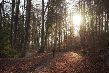 morning in the woods