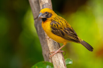 The Asian golden weaver (Ploceus hypoxanthus) is a species of bird in the family Ploceidae