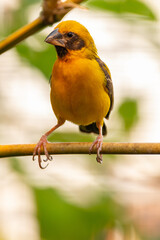 The Asian golden weaver (Ploceus hypoxanthus) is a species of bird in the family Ploceidae
