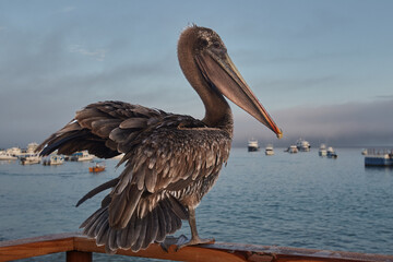 The Brown Pelican (Pelecanus occidentalis) is a common sight in the Galápagos Islands and is known for its distinctive features and graceful flight