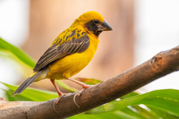 The Asian golden weaver (Ploceus hypoxanthus) is a species of bird in the family Ploceidae