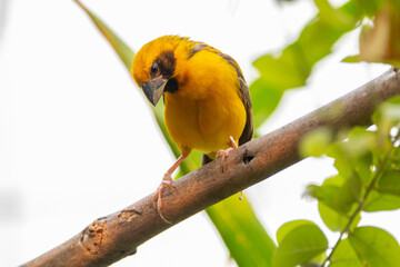 The Asian golden weaver (Ploceus hypoxanthus) is a species of bird in the family Ploceidae