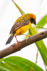The Asian golden weaver (Ploceus hypoxanthus) is a species of bird in the family Ploceidae