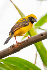 The Asian golden weaver (Ploceus hypoxanthus) is a species of bird in the family Ploceidae