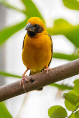 The Asian golden weaver (Ploceus hypoxanthus) is a species of bird in the family Ploceidae