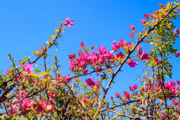colorful flowers in the garden under blue sky
