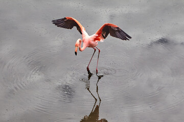 The Galápagos Flamingo (Phoenicopterus ruber) is a striking bird that adds a splash of vibrant...