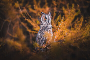 Long-eared owl (Asio otus) sitting on tree by sunset. Beautiful owl with orange eyes portrait. Orange tree background. Long-eared owl in autumn forest.