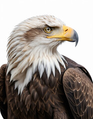 Obraz premium Majestic Bald Eagle Portrait on White Background Wildlife Photography Concept.