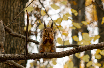 A cute squirrel sits on a branch and eats a nut holding it in its paws