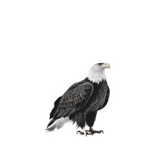 Fototapeta premium Majestic Bald Eagle in Isolation