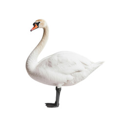 Fototapeta premium Graceful White Swan in Pure Elegance