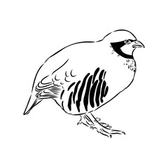 Asian partridge, vector sketch, chukar
