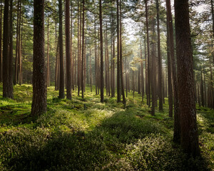 Obraz premium A dense pine forest shrouded in morning fog, with tall trees and lush grass, creating a mysterious atmosphere, ai.