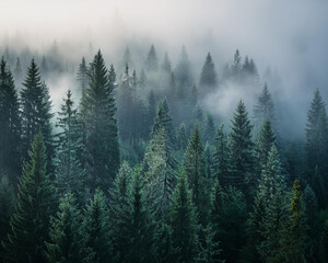  Morning fog envelops a dense pine forest, where tall trees vanish into the mist, evoking a sense of mystery, ai.