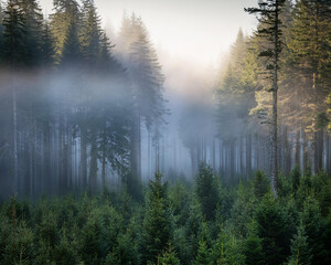  Morning fog envelops a dense pine forest, where tall trees vanish into the mist, evoking a sense of mystery, ai.
