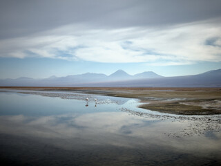 Flamingos in Salt Lake of Atacama Desert