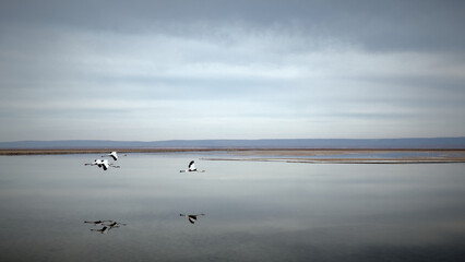 Flamingos in Salt Lake of Atacama Desert