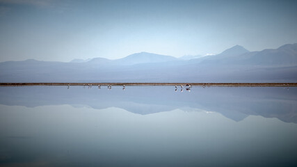 Flamingos in Salt Lake of Atacama Desert