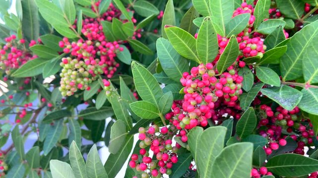 Schinus terebinthifolia or Brazilian peppertree, aroeira or rose pepper, wilelaiki, Christmasberry and Florida Holly,4K video