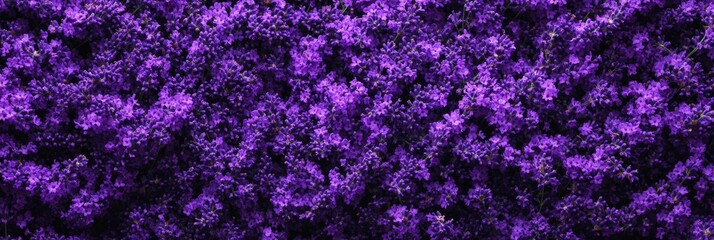 Lavender Fields Background: Purple Floral Texture - Lush purple lavender flowers, floral background, flat lay, nature, serenity.