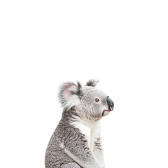 Obraz premium Charming Koala in Tranquil Setting