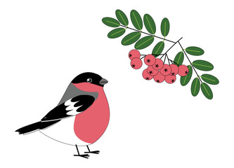 Bullfinch and rowan, wild forest bird with berries