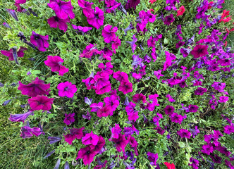 Purple petunia flowers texture on flowerbed in garden. Close-up of numerous Petunia atkinsiana,...