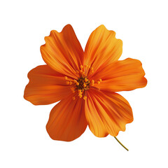 Orange Flower Close-up