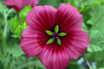 Malve, Blüte, Blume, schön, 