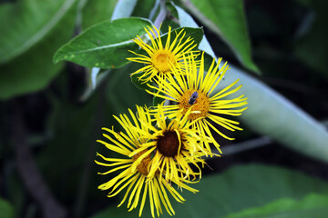 Alant, Heilkraut, Blumen, Blüten