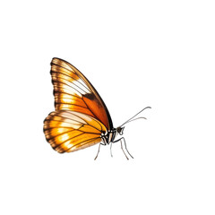 Graceful Butterfly in Delicate Pose