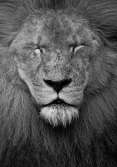 Lion sleeping