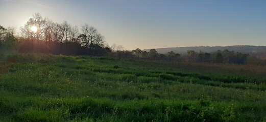 sunset over the field