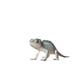 Obraz premium Playful Chameleon on Clean Canvas