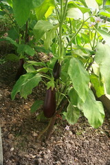 eggplant in the garden